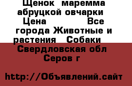 Щенок  маремма абруцкой овчарки › Цена ­ 50 000 - Все города Животные и растения » Собаки   . Свердловская обл.,Серов г.